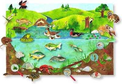 Ecosystem example: pond with various organisms