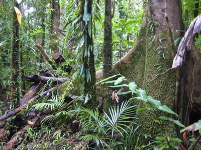 Tropical rainforest with high biodiversity