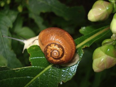 Snail on a leaf, illustrating interdependence