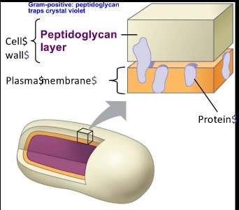 Diagram of Gram-positive bacterial cell wall structure