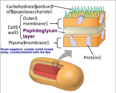Diagram of Gram-negative bacterial cell wall structure