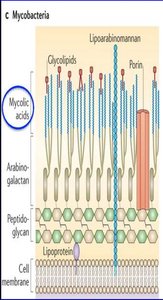 Diagram of mycobacterial cell wall with mycolic acids