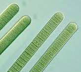 Oscillatoria filaments