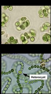 Cyanobacterial diversity: unicellular and filamentous forms