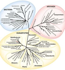 Phylogenetic tree showing relationships among Bacteria, Archaea, and Eukaryotes