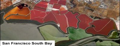 Colored salt ponds inhabited by halophilic archaea