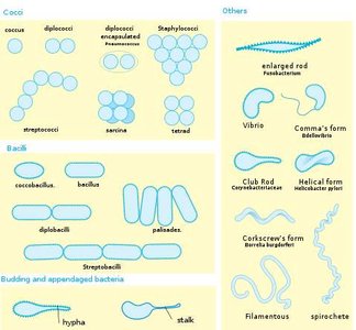 Diagram of bacterial shapes: cocci, bacilli, spirilla, etc.
