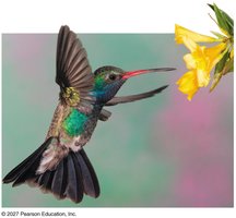 Hummingbird structure and function