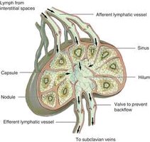 Structure of a lymph node showing lymph flow and compartments