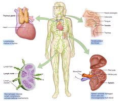 Overview of lymphatic organs and their functions