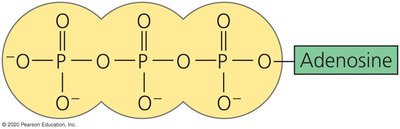 ATP structure