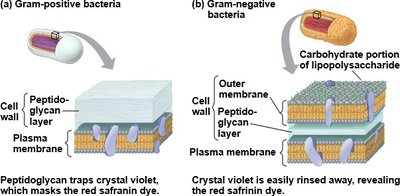 Gram staining procedure steps