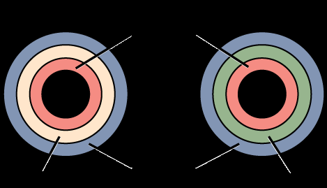 Diagram of diploblastic and triploblastic germ layers