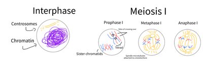 Diagram of Interphase and Meiosis I stages: Interphase, Prophase I, Metaphase I, Anaphase I