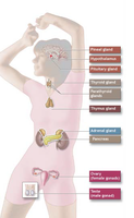 Major endocrine glands in the human body
