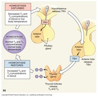 Thyroid hormone regulation feedback loop