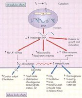 Thyroid hormone actions