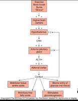 Cortisol regulation and effects