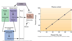 Cortisol action and exercise response
