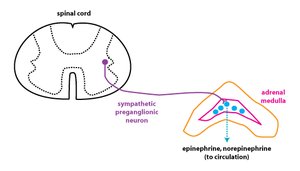 Catecholamine release pathway