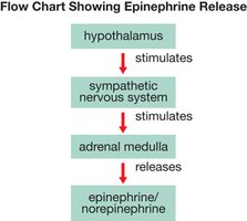 Flow chart of epinephrine release