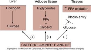 Catecholamine effects on metabolism