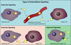 Types of intercellular signaling: endocrine, paracrine, autocrine