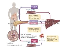 Insulin and glucagon regulation of blood glucose