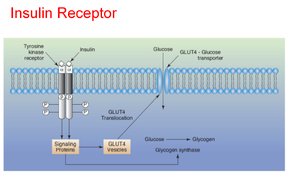 Insulin receptor and GLUT4 translocation