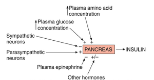 Factors influencing insulin secretion