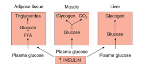 Insulin effects on adipose, muscle, and liver
