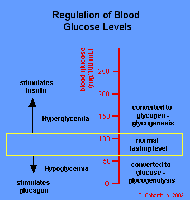 Glucagon action and target tissues