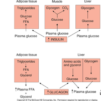 Glucagon and insulin effects on tissues