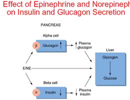 Effect of epinephrine/norepinephrine on insulin and glucagon