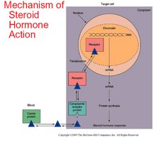 Mechanism of steroid hormone action