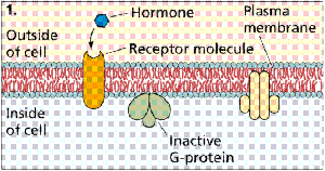 Peptide hormone binding to cell surface receptor