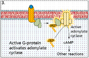Second messenger (cAMP) pathway activation