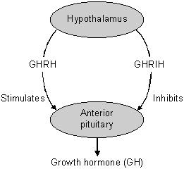 Regulation of growth hormone secretion