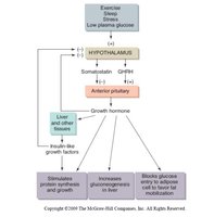 Growth hormone actions and regulation