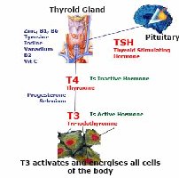 Thyroid hormone synthesis and activation