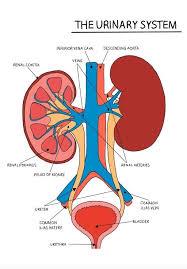 Diagram of the urinary system showing kidneys, ureters, bladder, and associated blood vessels