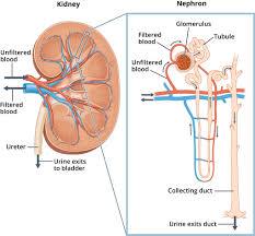 Diagram showing kidney and nephron structure, including glomerulus, tubules, and collecting duct
