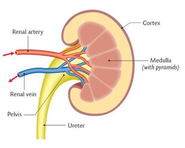 Cross-section of kidney showing cortex, medulla, renal artery, renal vein, pelvis, and ureter
