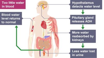 Diagram showing hormonal regulation of water levels in the body