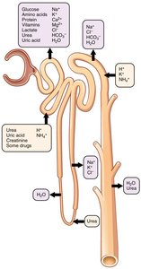 Diagram of nephron showing filtration and reabsorption of various substances