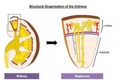 Structural organisation of the kidney and nephron