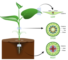 Diagram of plant tissue types in leaf, stem, and root