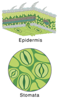 Epidermis and stomata structure