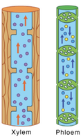 Diagram of xylem and phloem structure