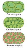 Types of ground tissue: parenchyma, collenchyma, sclerenchyma